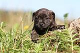 STAFFIE 225